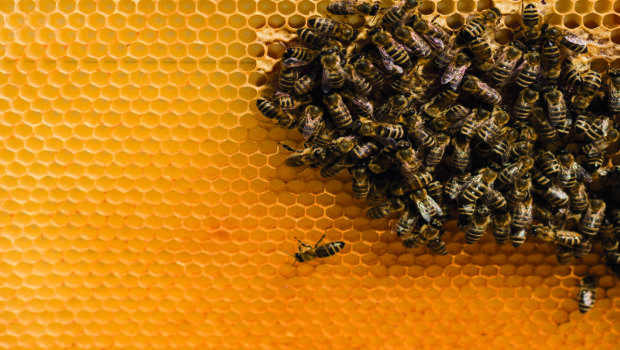Les bienfaits des produits de la ruche : choisissez français et Bio !